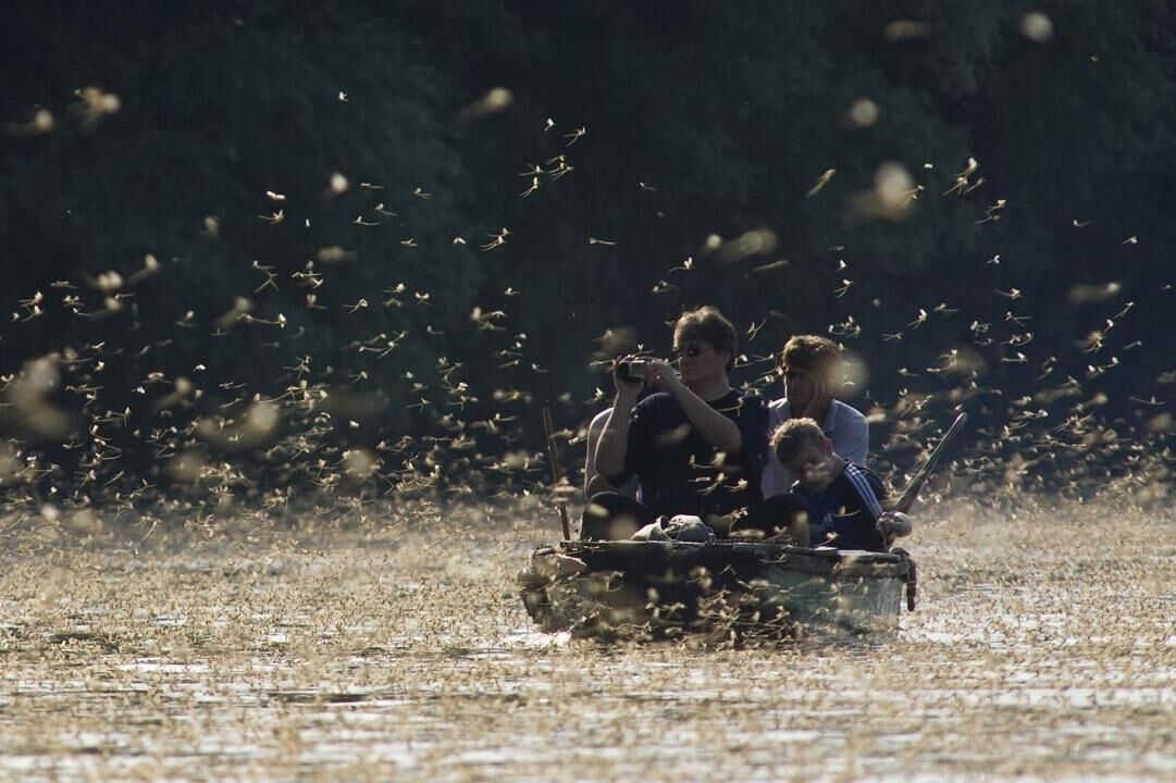 Mayflies
